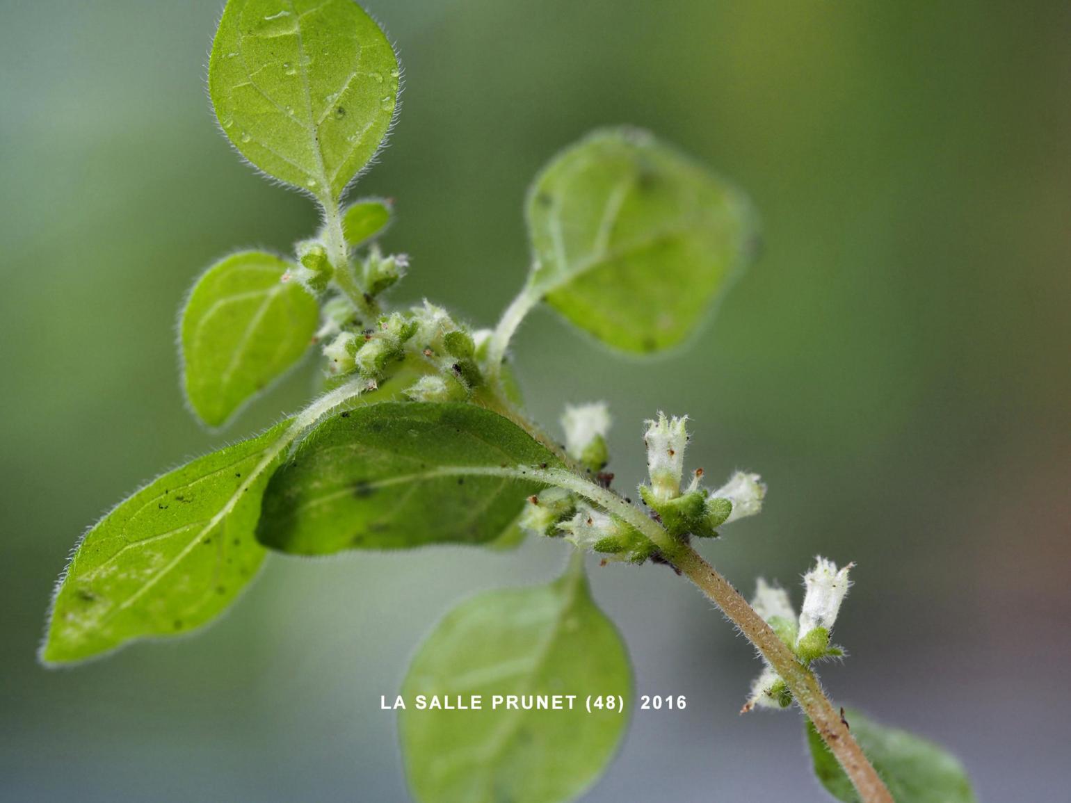 Pellitory-of-the-Wall